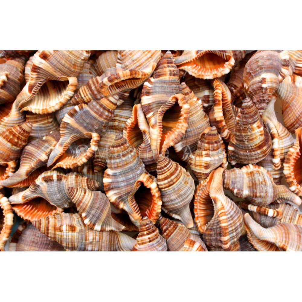 Cymatium pileare (kg)