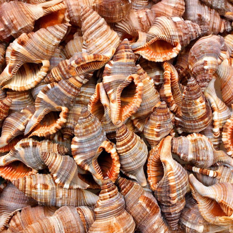 Cymatium pileare (kg)