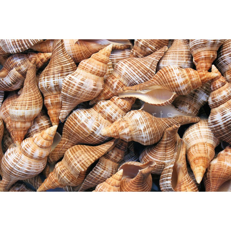 Shell cylinder tall - Fasciolaria filamentosa (Pack of 2)