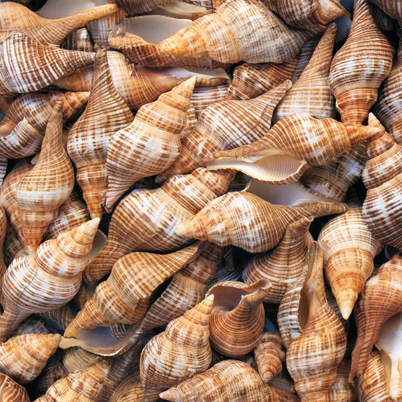 Fasciolaria filamentosa (kg)