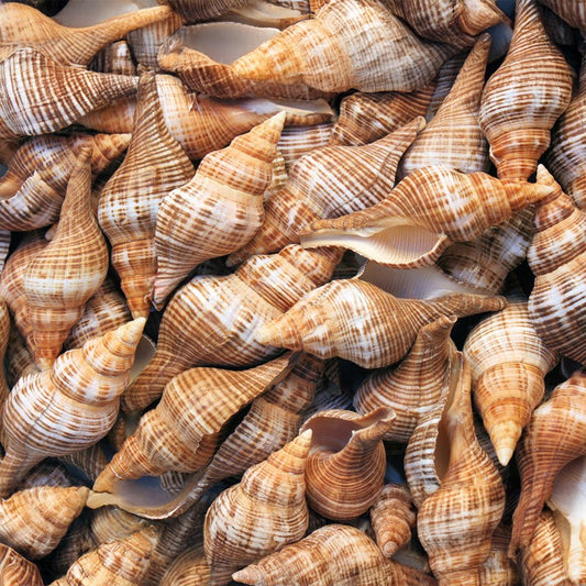 Fasciolaria filamentosa  (kg)