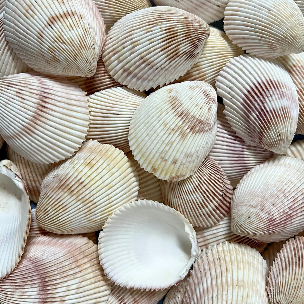 Cardium elongatum pastel halves (kg)