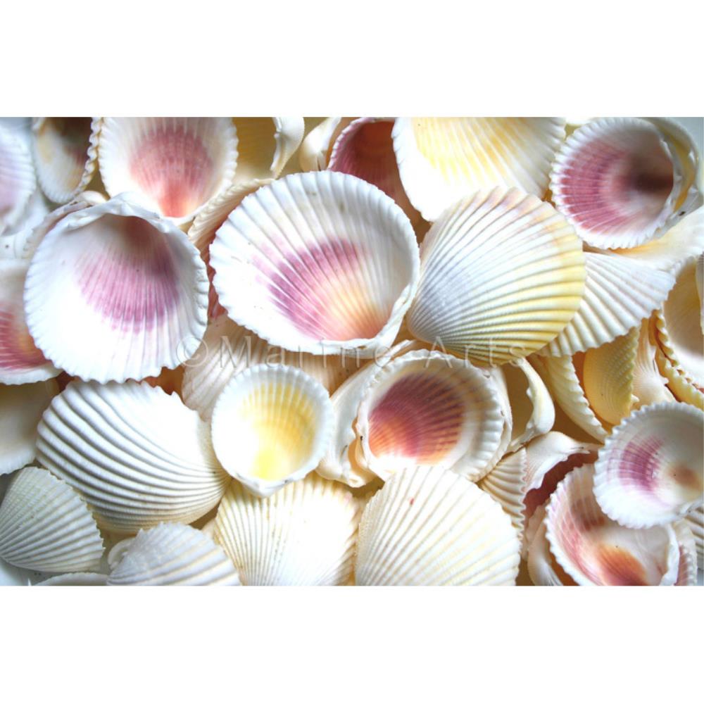 Cockles yellow and mauve  (kg)