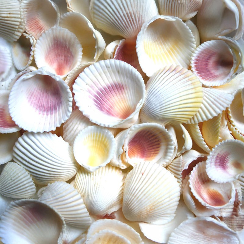 Cockles yellow and mauve (kg)
