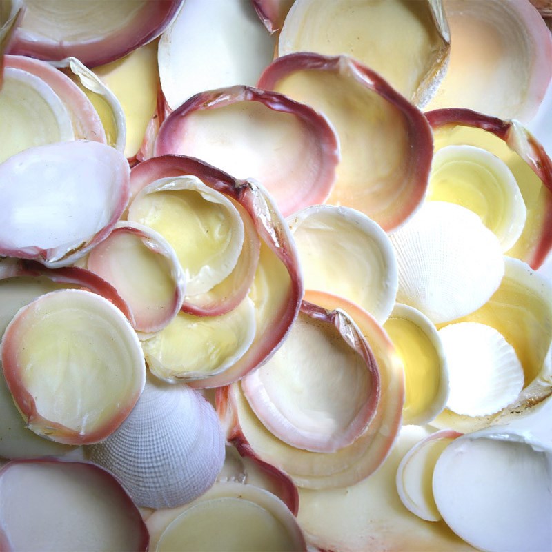 Codakia tigerina unedged  (kg)