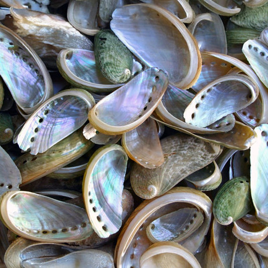 Haliotis asinina natural  (kg)