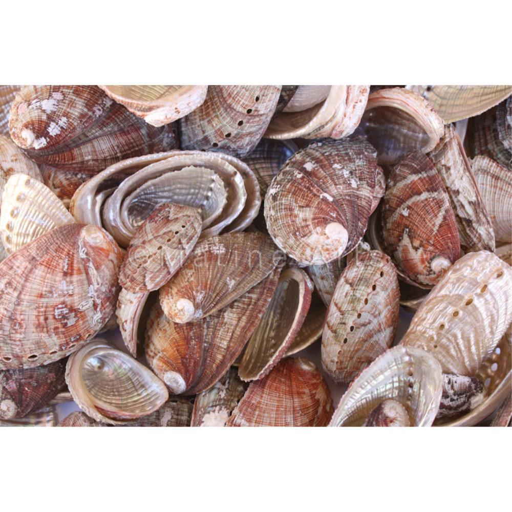 Haliotis diversicolour natural (kg)