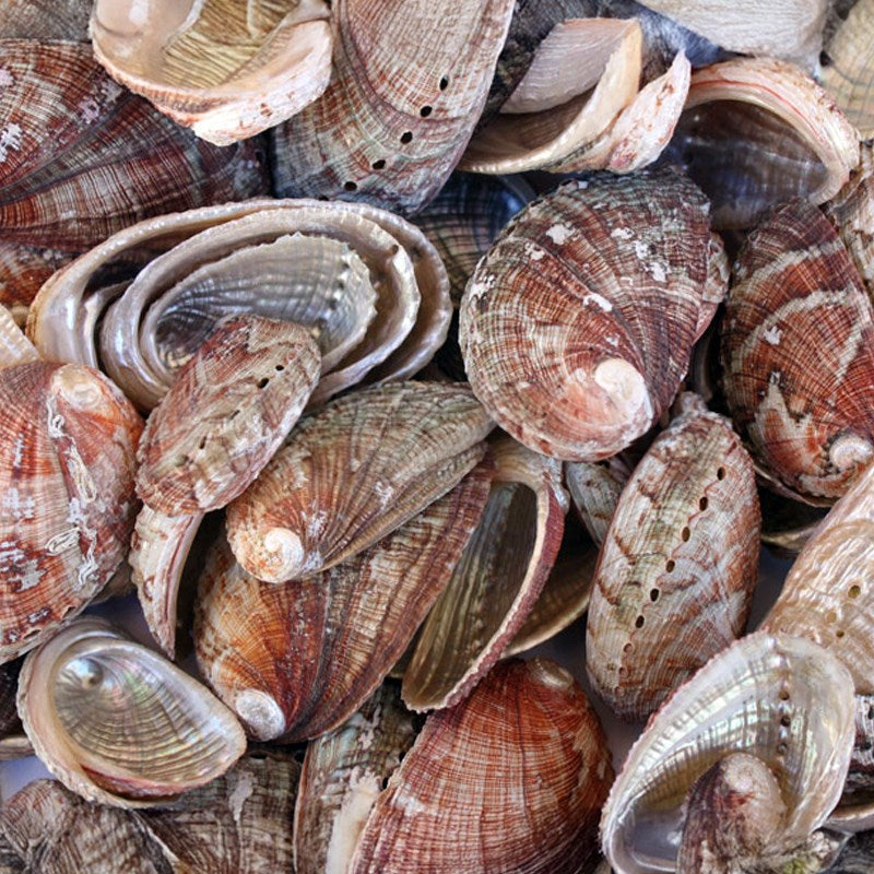 Haliotis diversicolour natural (kg)