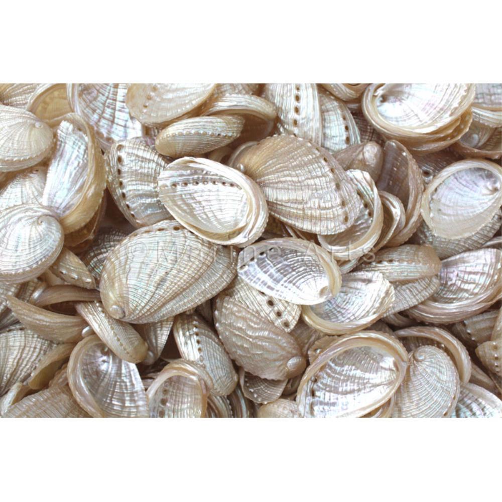 Haliotis diversicolour pearled (kg)