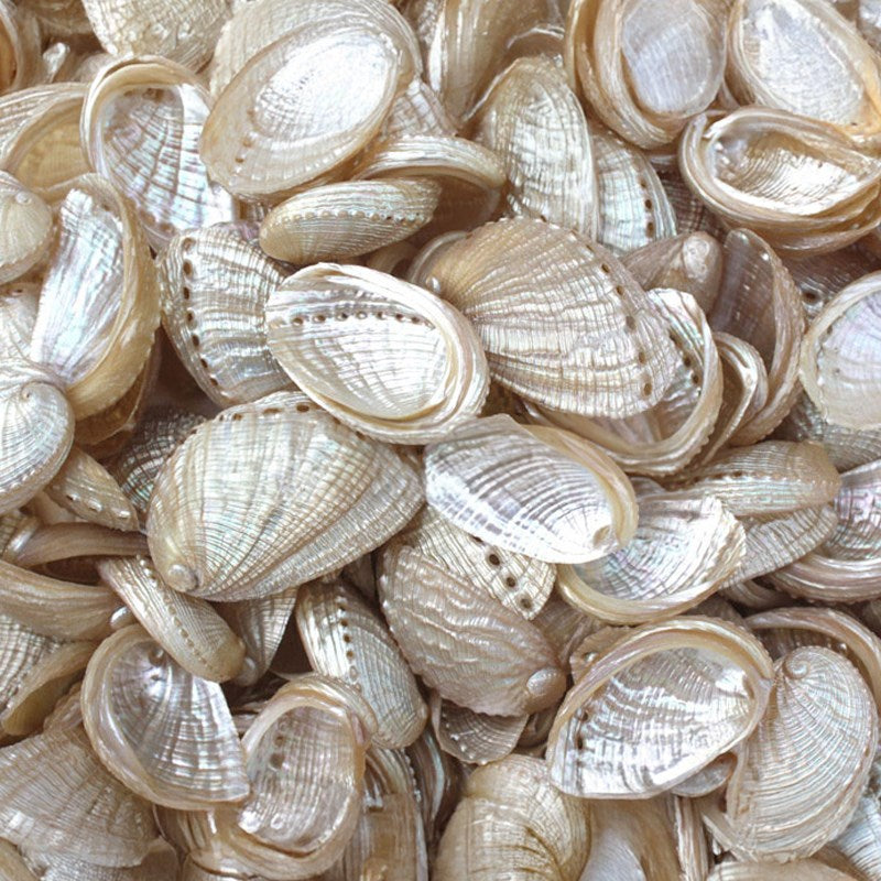 Haliotis diversicolour pearled (kg)