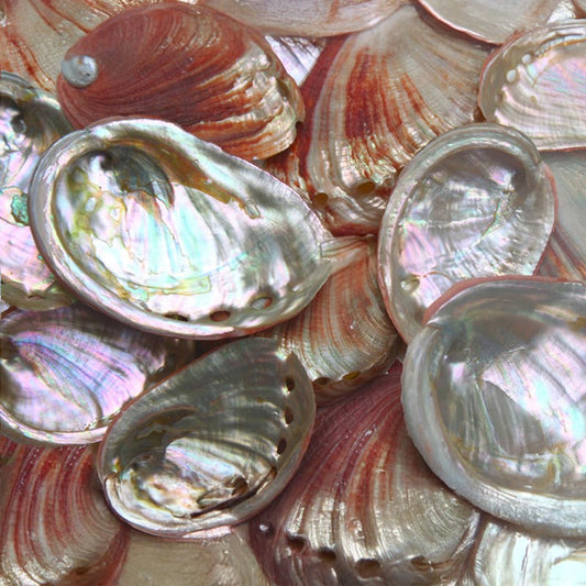 Haliotis rufescens red large  (kg)