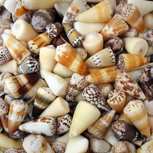 Cone shells mixed -  (kg)