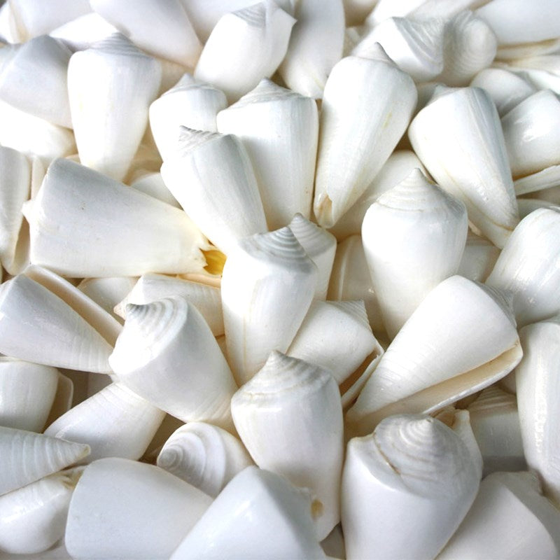 Conus inscriptus white (kg)