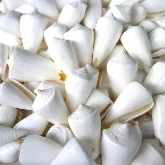 Conus inscriptus white  (kg)
