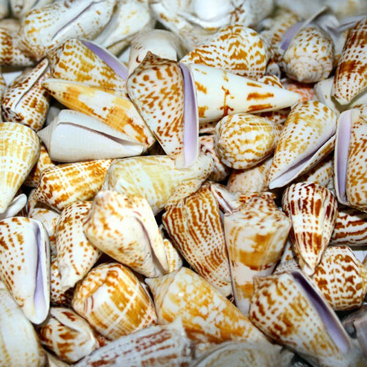 Conus inscriptus  (kg)