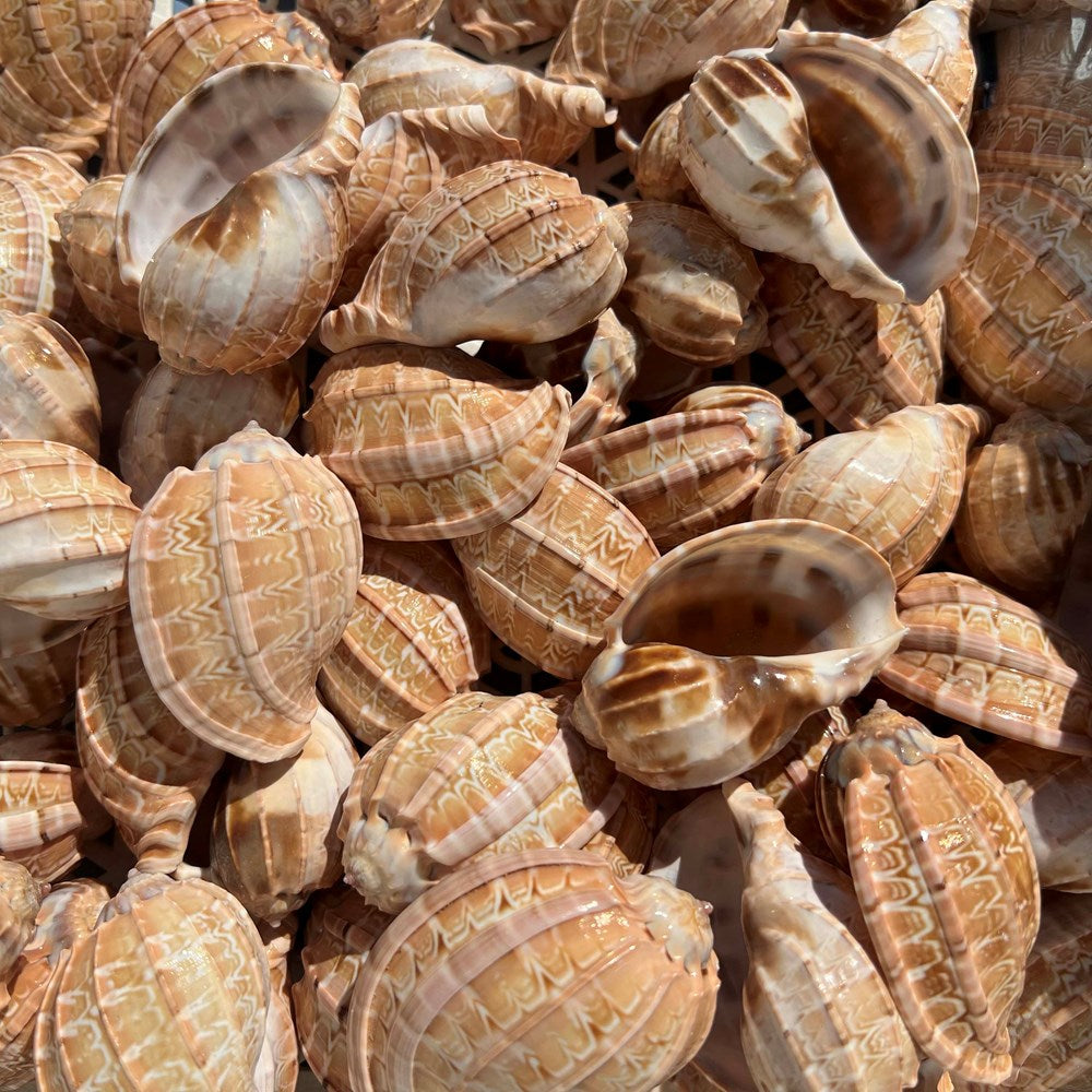 Harpa shells (kg)