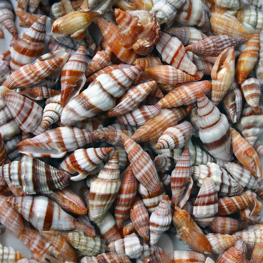 Mitra sanguisuga - Mitres red  (kg)