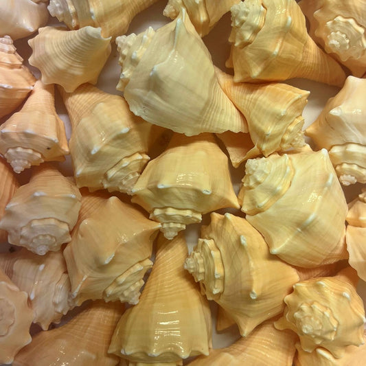 Hemifusus cochilidium  (kg)