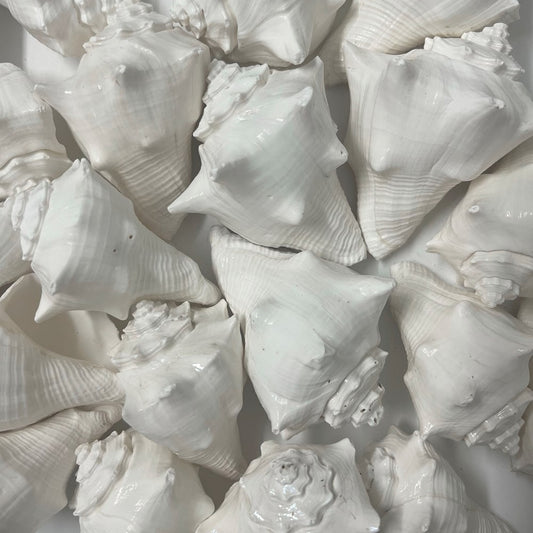 Hemifusus cochilidium small white  (kg)