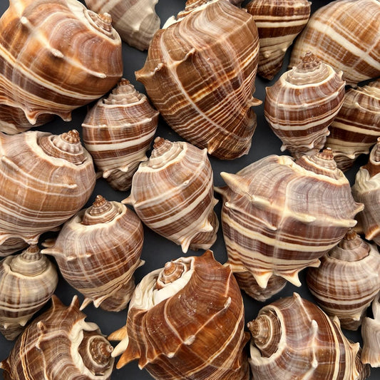 Melongena melongena small  (kg)