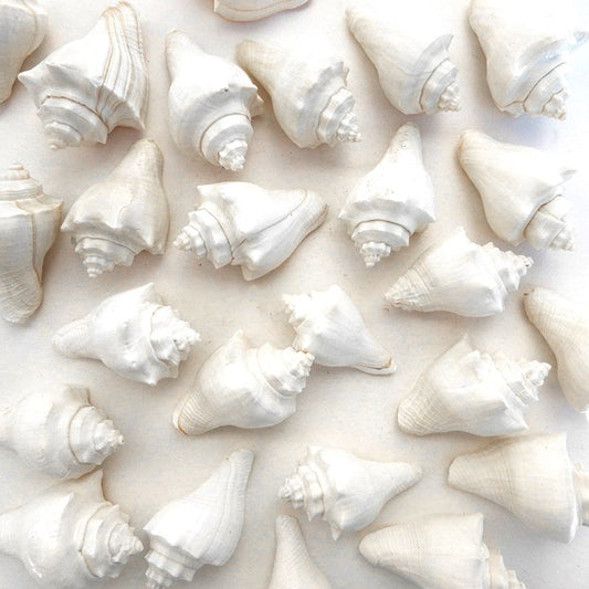 Melongena pugilina white  (kg)