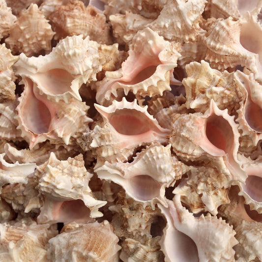 Murex erythrostomus  (kg)