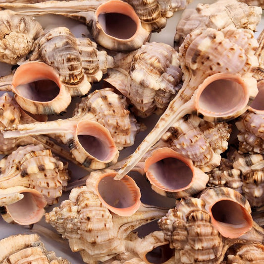 Murex haustellum small  (kg)