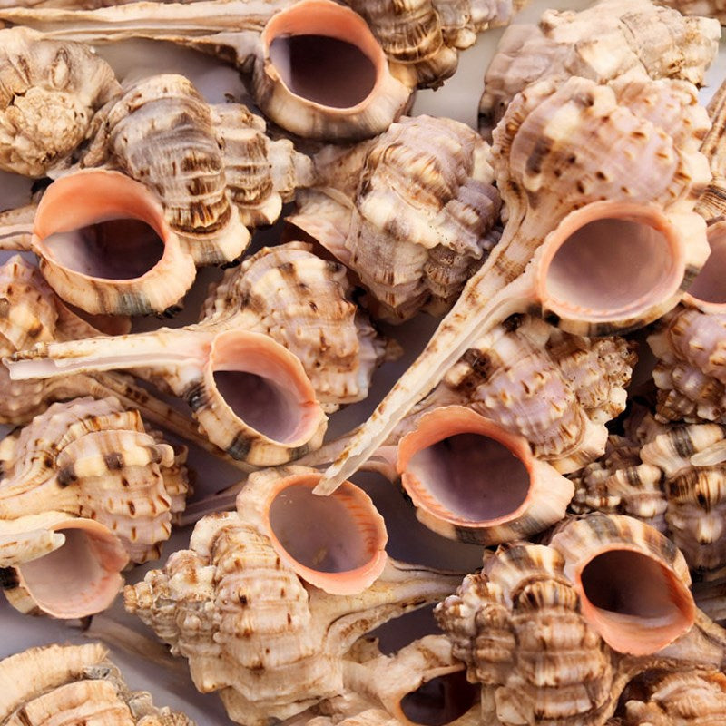 Murex haustellum small (kg)