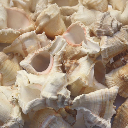 Murex virgineus small  (kg)