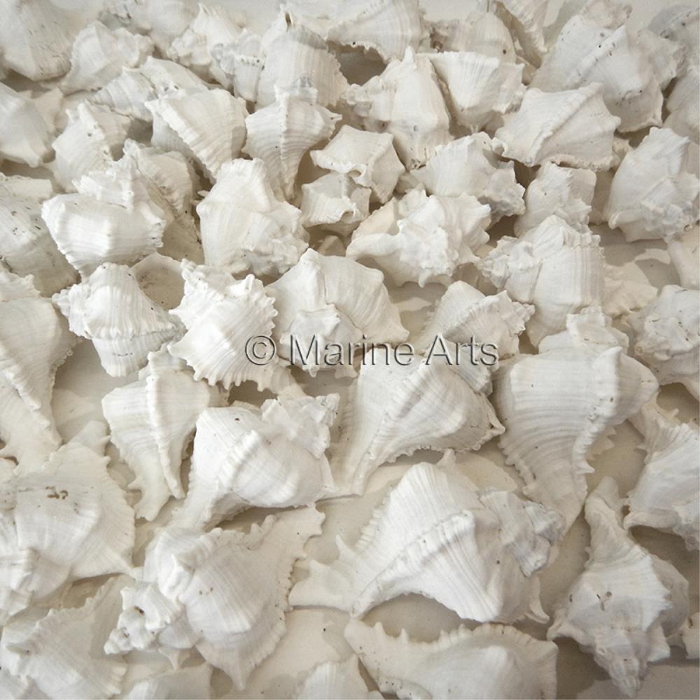 Murex virgineus white small (kg)