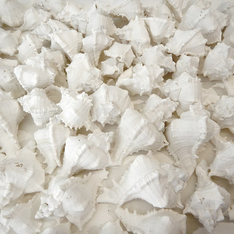 Murex virgineus white small (kg)