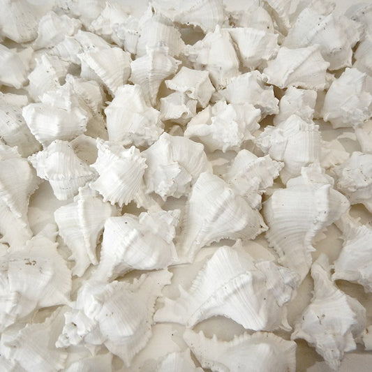 Murex virgineus white small  (kg)