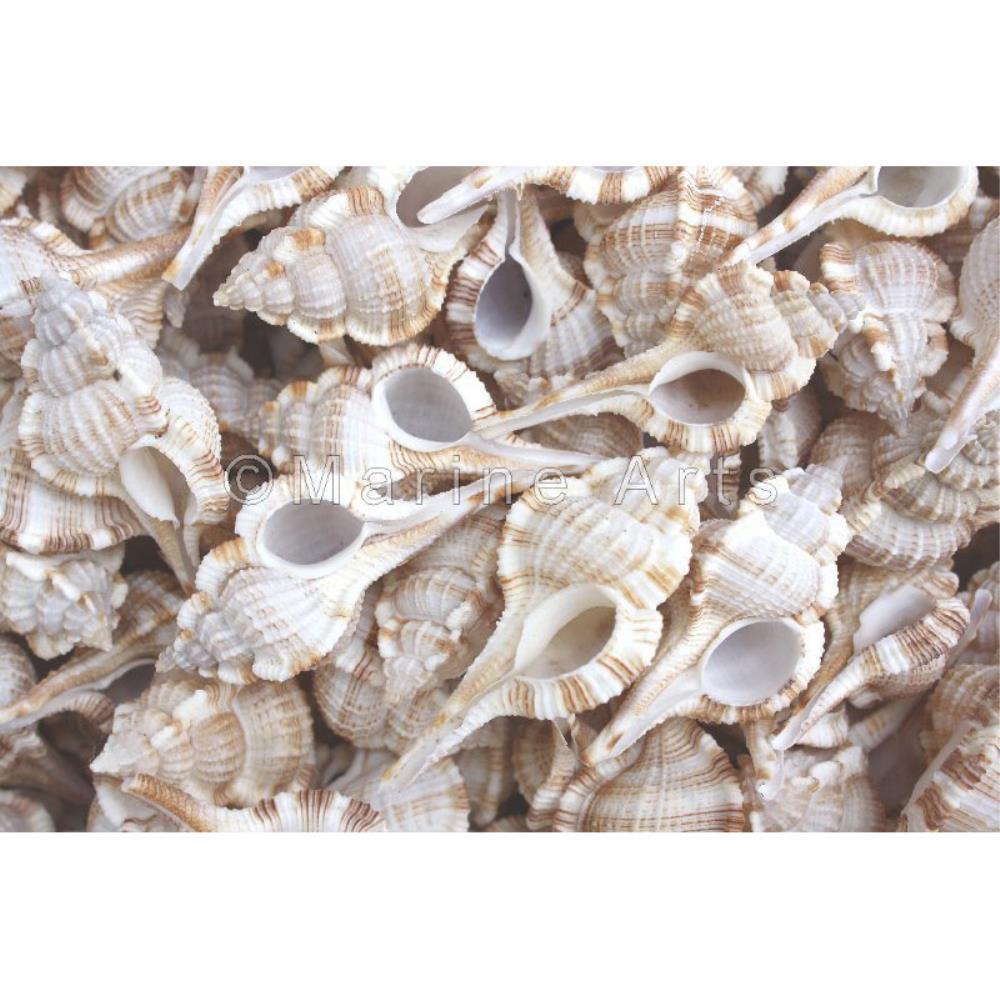 Murex serratospinosus (kg)