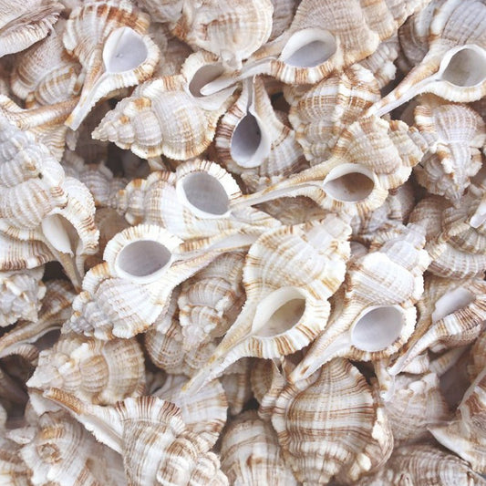 Murex serratospinosus  (kg)