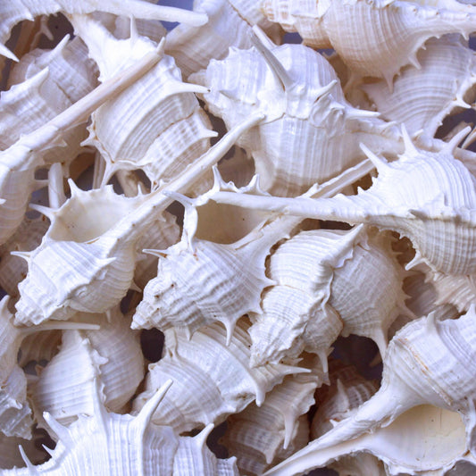 Murex ternispina white  (kg)