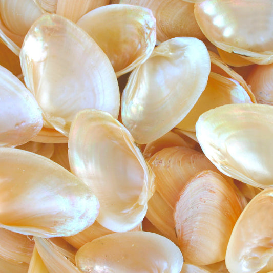 Nucula nucula halves  (kg)