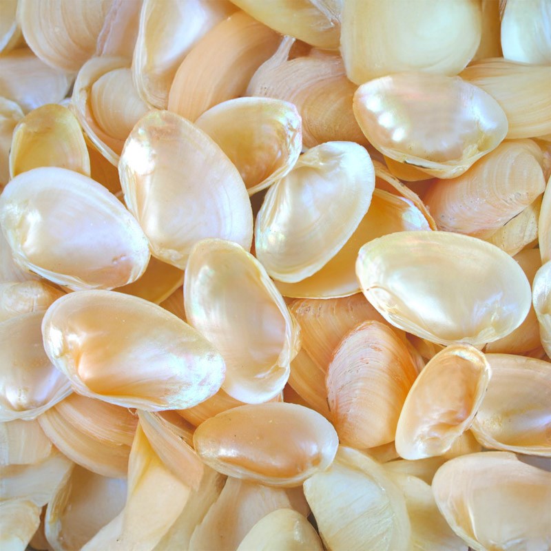 Nucula nucula halves (kg)