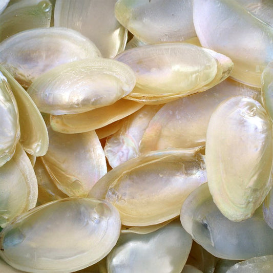 Mussel halves pearled pale white cream  (kg)