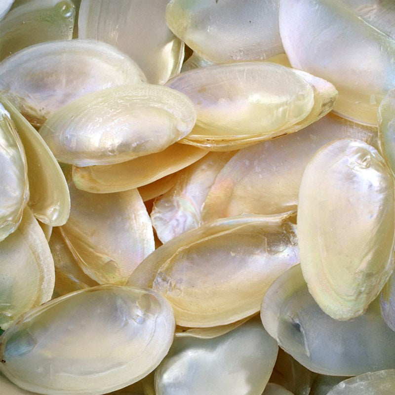 Mussel halves pearled pale white cream (kg)