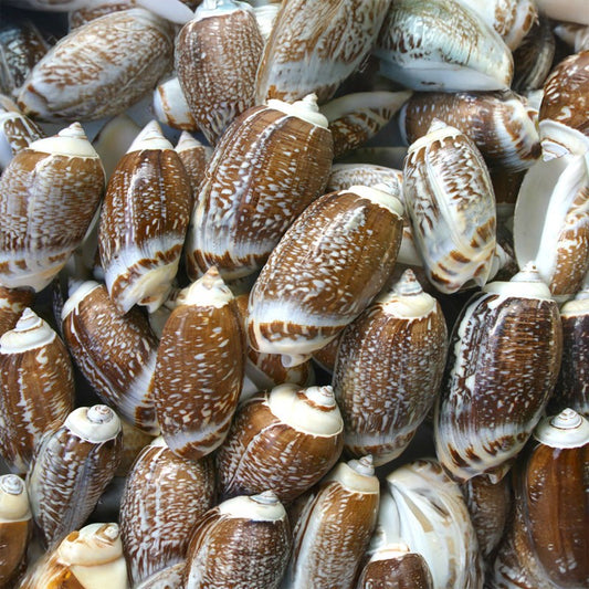 Oliva gibbosa  (kg)