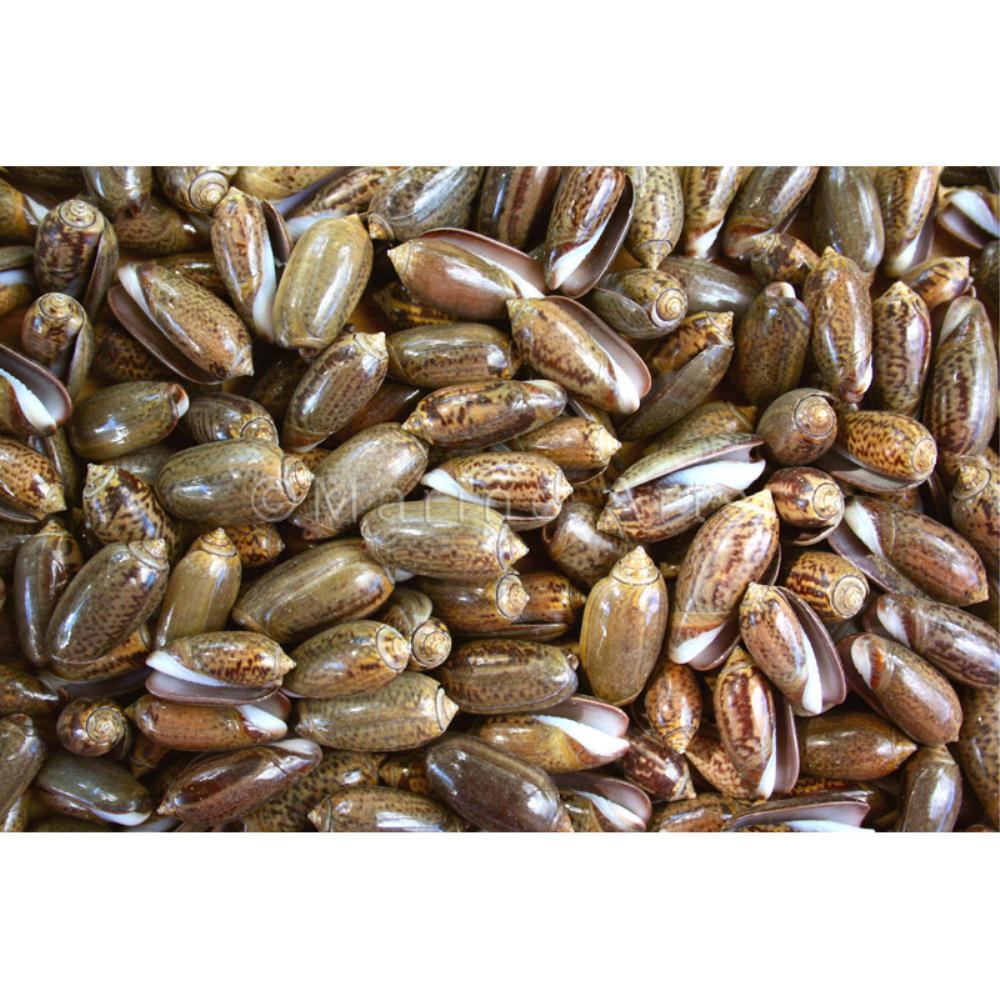 Olives chocolate  (kg)