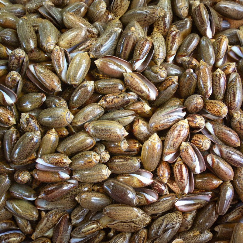 Olives chocolate  (kg)