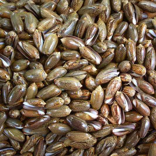 Olives chocolate  (kg)