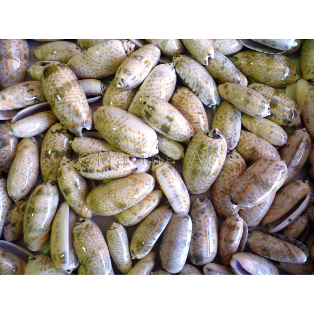 Olive shells ivory white (kg)