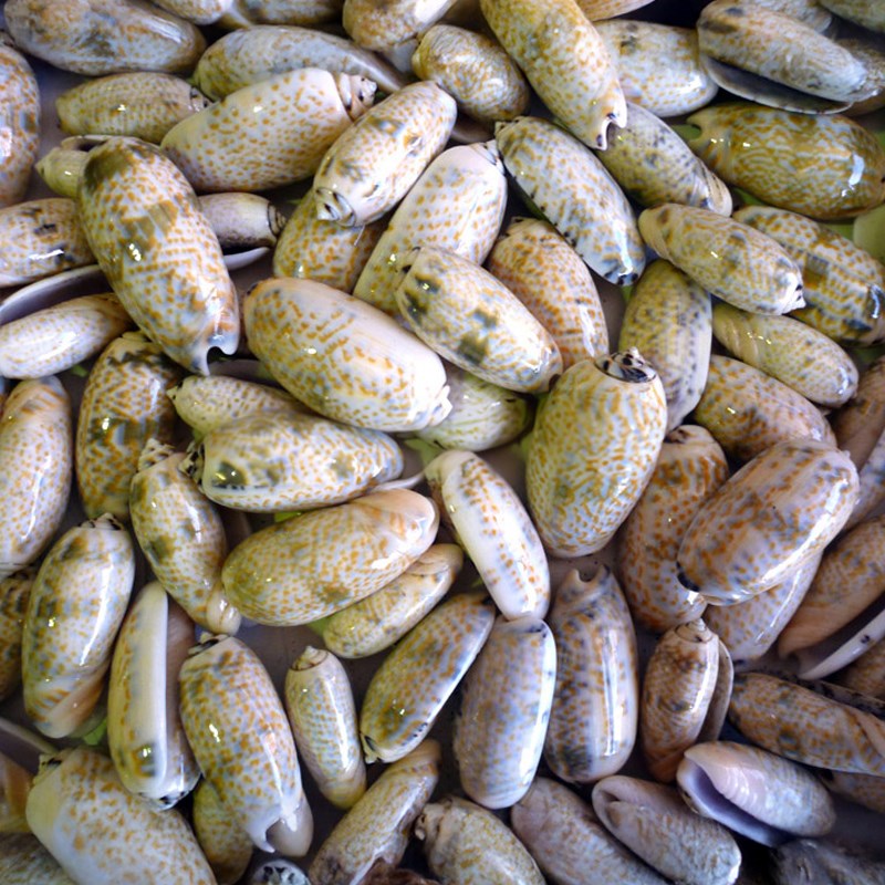 Olive shells ivory white (kg)