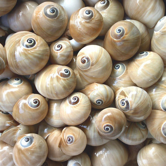 Polinices didyma  (kg)