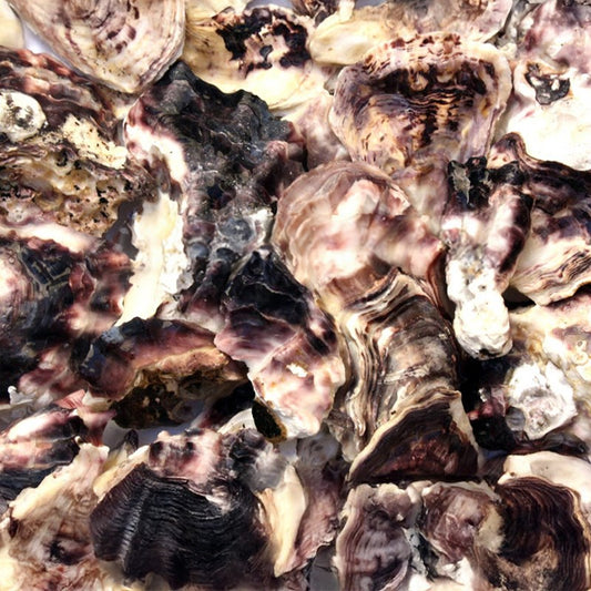 Oyster shell halves flat and deep mixed  (kg)