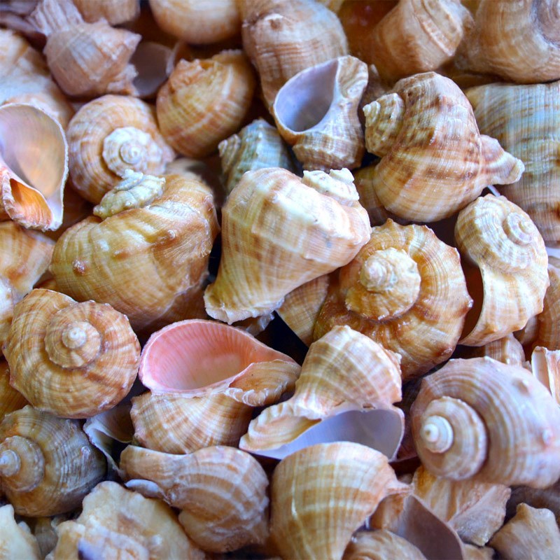 Rapana cream beige (kg)