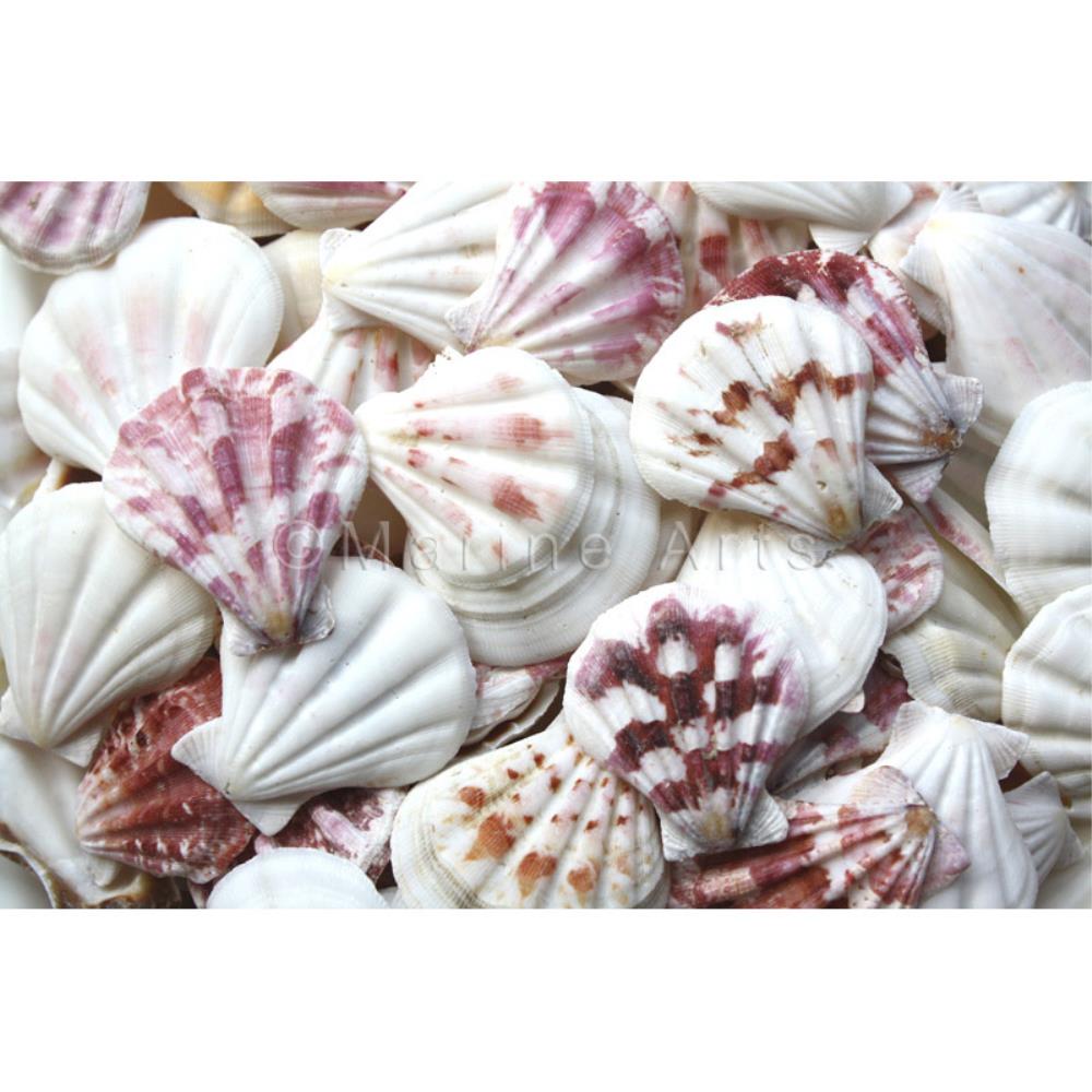 Pecten amiculum  (kg)