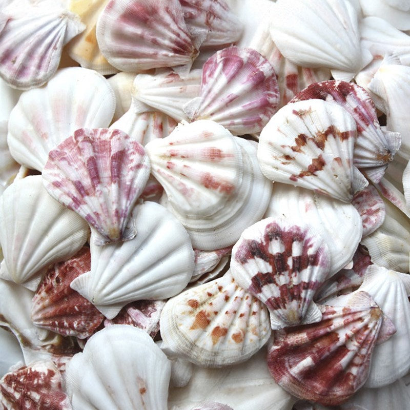 Pecten amiculum (kg)